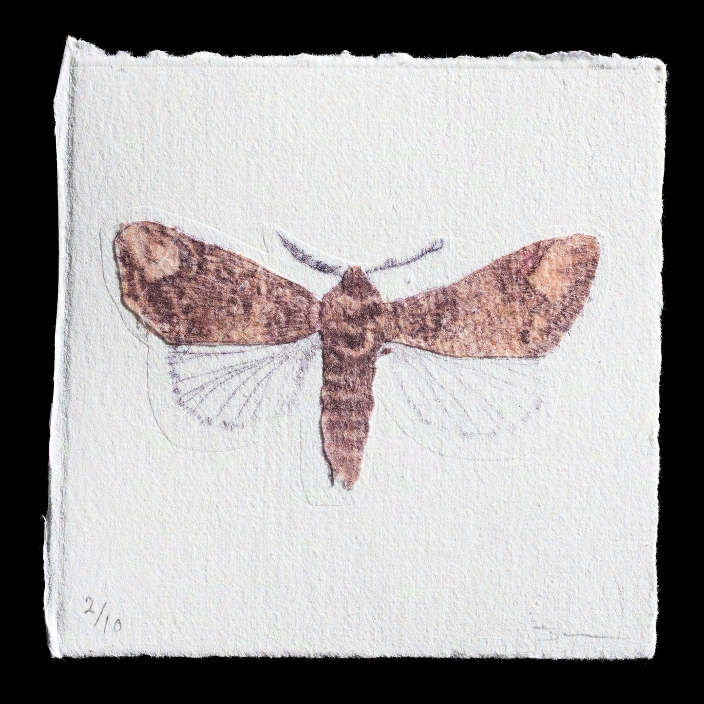 This artwork, titled 'Buff-tip Moth' by Jade Taylor, is a print that showcases a mothy moth with dark brown wings and lighter-brown spots against a white background. The drypoint technique creates fine lines on the paper, while Gelli plate adds texture to the wing tips. Chine-coll� enhances the overall effect of the print.