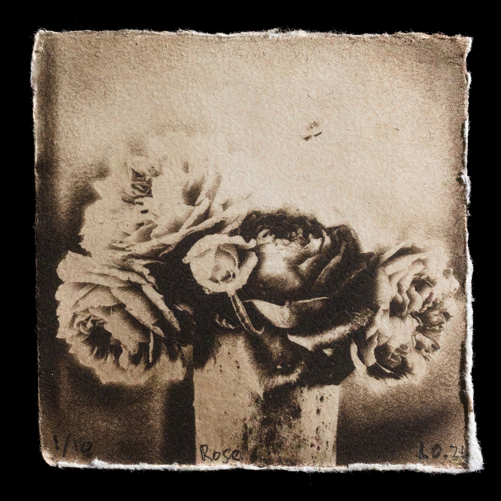 This print, titled "Rose" by Leonie Oakes, showcases a delicate black-and-white etching of roses in an antique vase. The intricate details of the flowers and leaves are rendered with precision, while the subtle shading creates depth and texture. The artist's skillful use of light and shadow brings the image to life, inviting the viewer to appreciate the beauty of the rose.