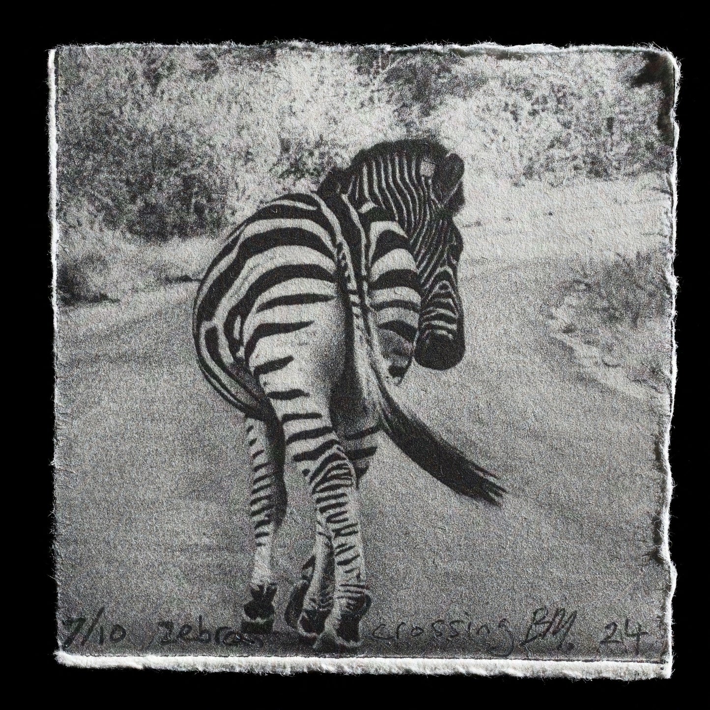 This print, titled "Zebra Crossing" by Bob Mackie, is a captivating intaglio etching featuring a striking black-and-white image of a zebra against a plain background. The artist's use of bold lines and shading creates a sense of depth and dimensionality in the composition.