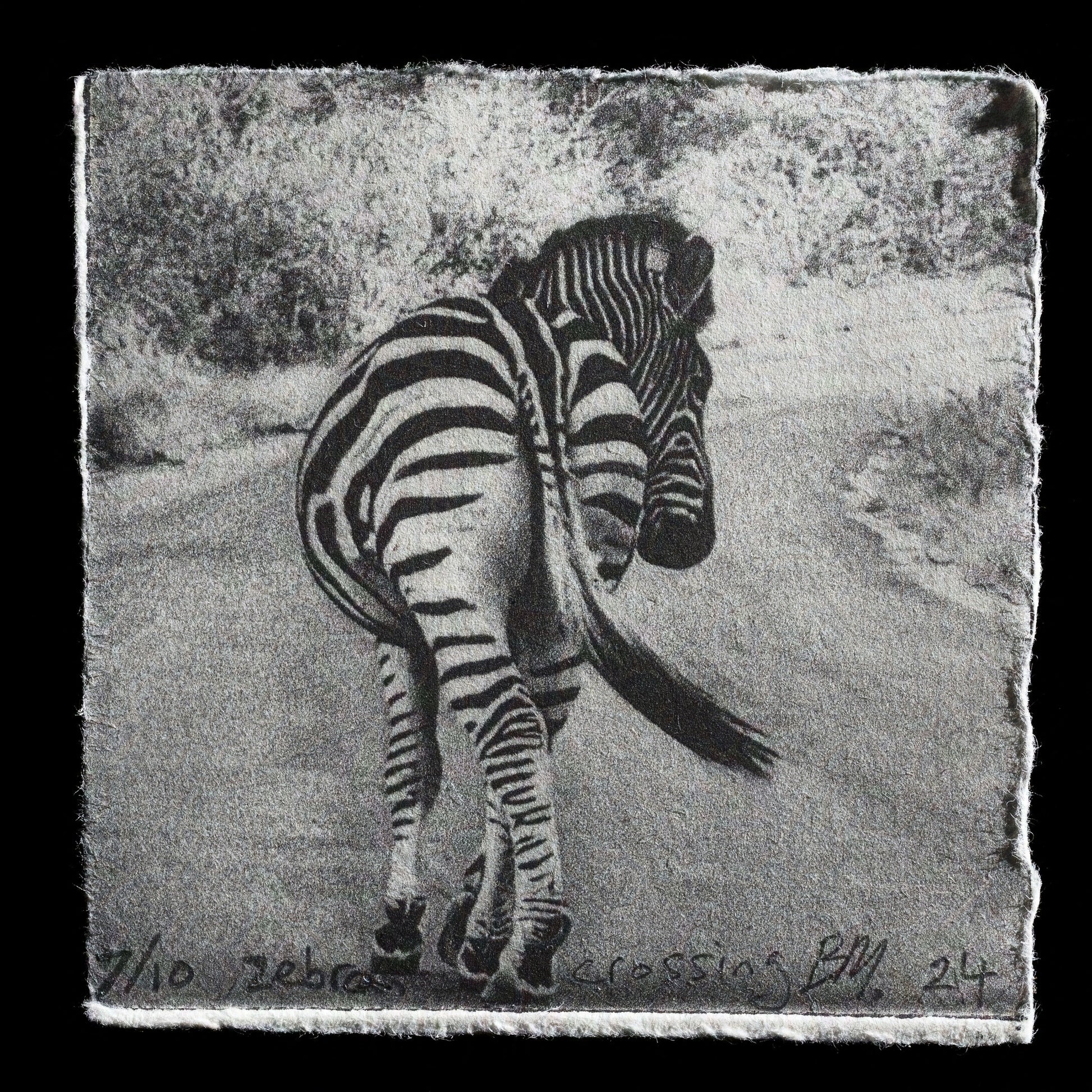 This print, titled "Zebra Crossing" by Bob Mackie, is a captivating intaglio etching featuring a striking black-and-white image of a zebra against a plain background. The artist's use of bold lines and shading creates a sense of depth and dimensionality in the composition.