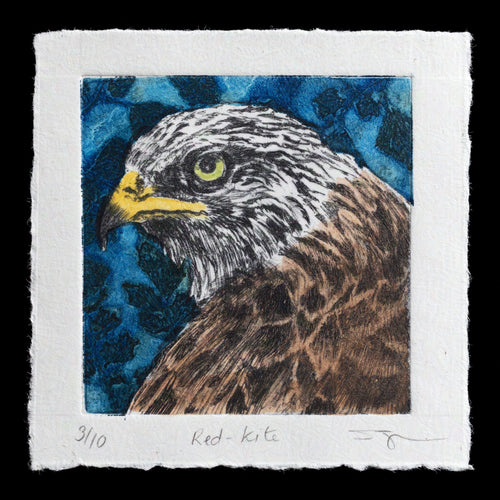 This captivating print, 'Red Kite' by Jade Taylor, showcases a masterful use of drypoint technique. Set against a rich blue background, the bird's head is rendered in warm hues of brown and yellow, with striking green eyes that seem to gaze into the distance. The artist's skillful application of color creates a sense of depth and dimensionality, inviting the viewer to immerse themselves in this intricate composition.