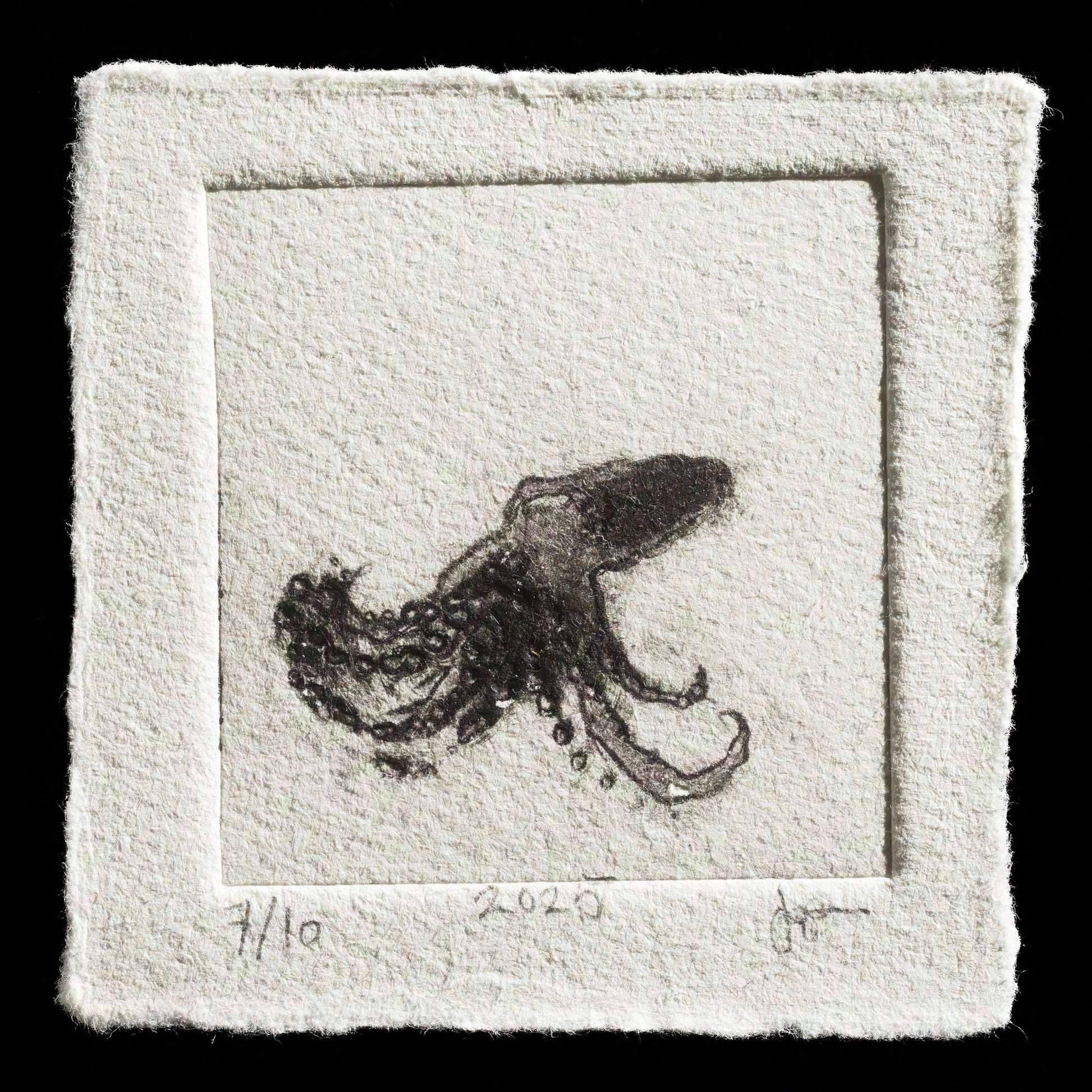 "ghost octopus" by Joel Edgar Anderson