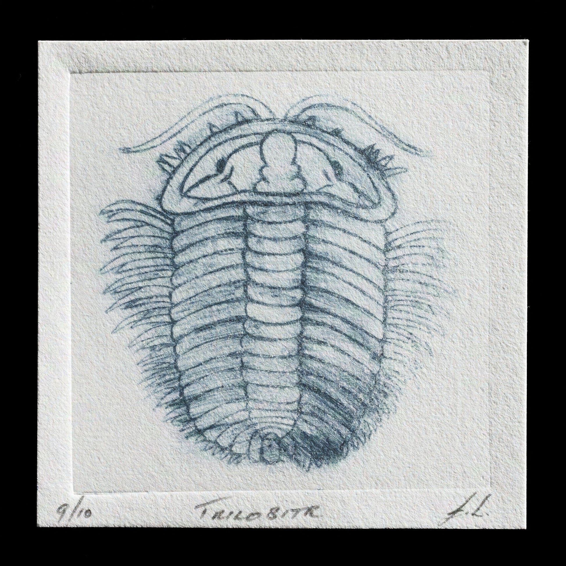 "Trilobite" by Isabella J. von Lichtan