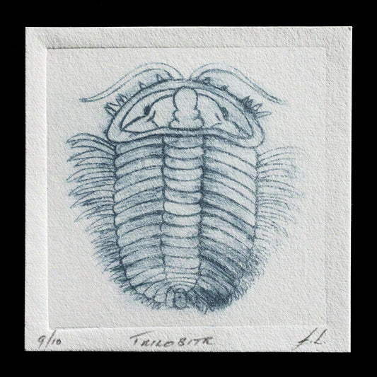 "Trilobite" by Isabella J. von Lichtan