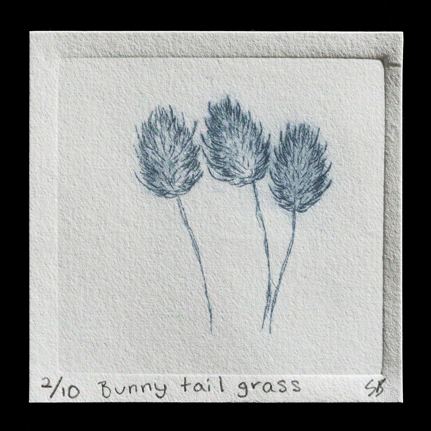 "Bunny Tail Grass" by Sarah L. Badcock