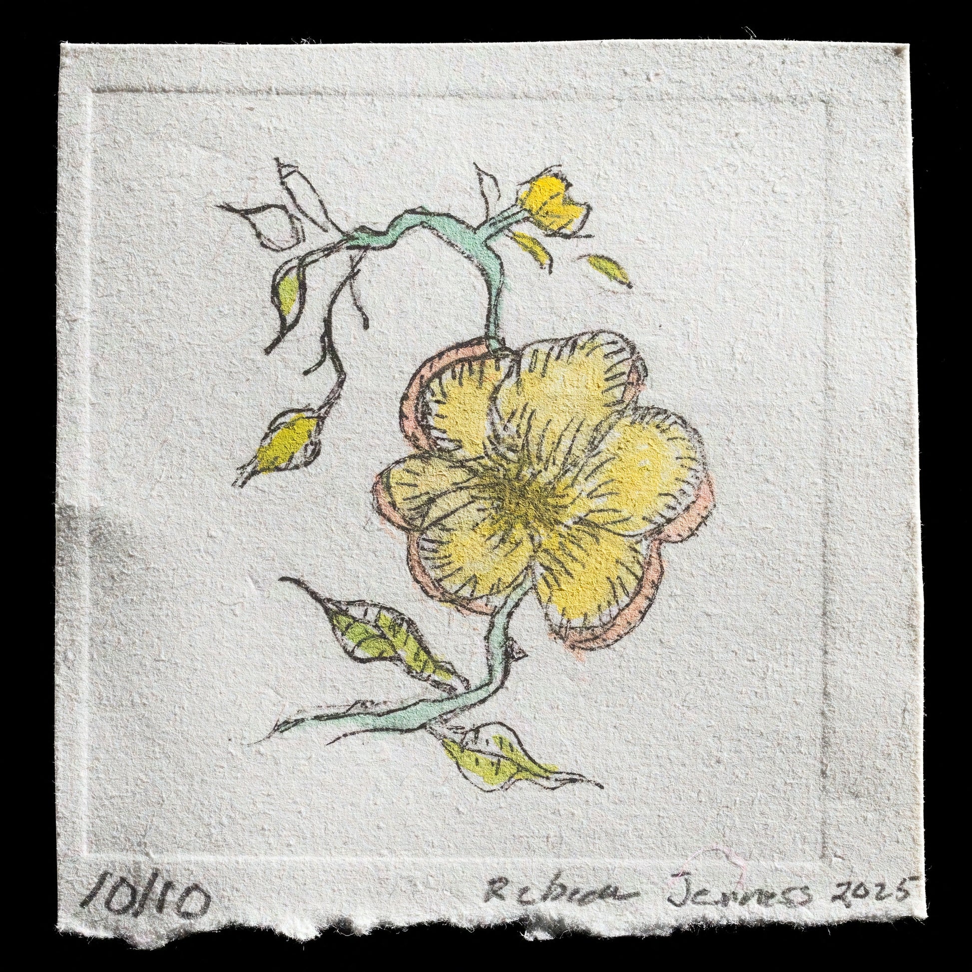 "St.John’s Wort / flower" by Rebecca E.Jenness