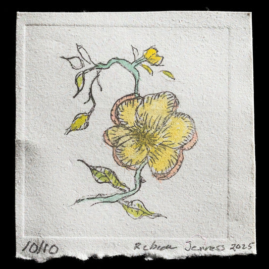 "St.John’s Wort / flower" by Rebecca E.Jenness