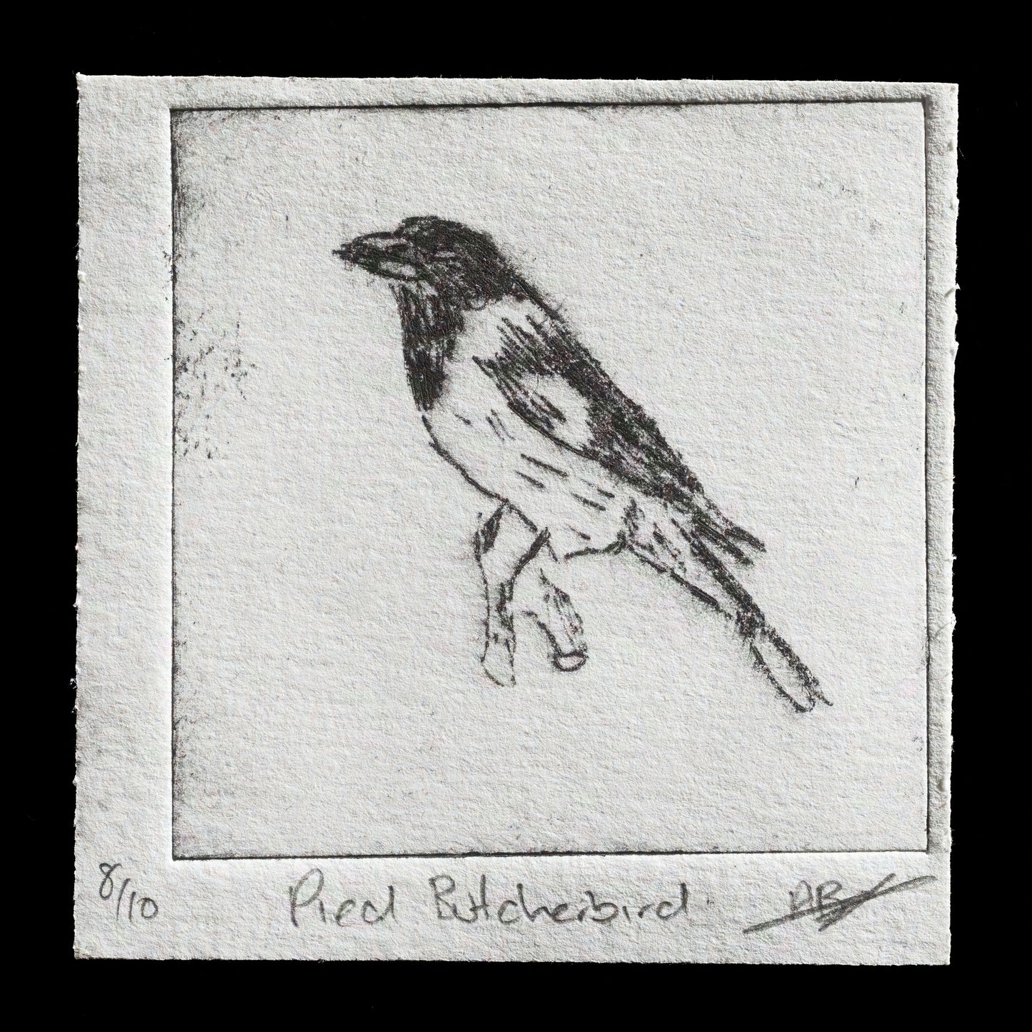 "Pied Butcherbird" by Alexander Jones