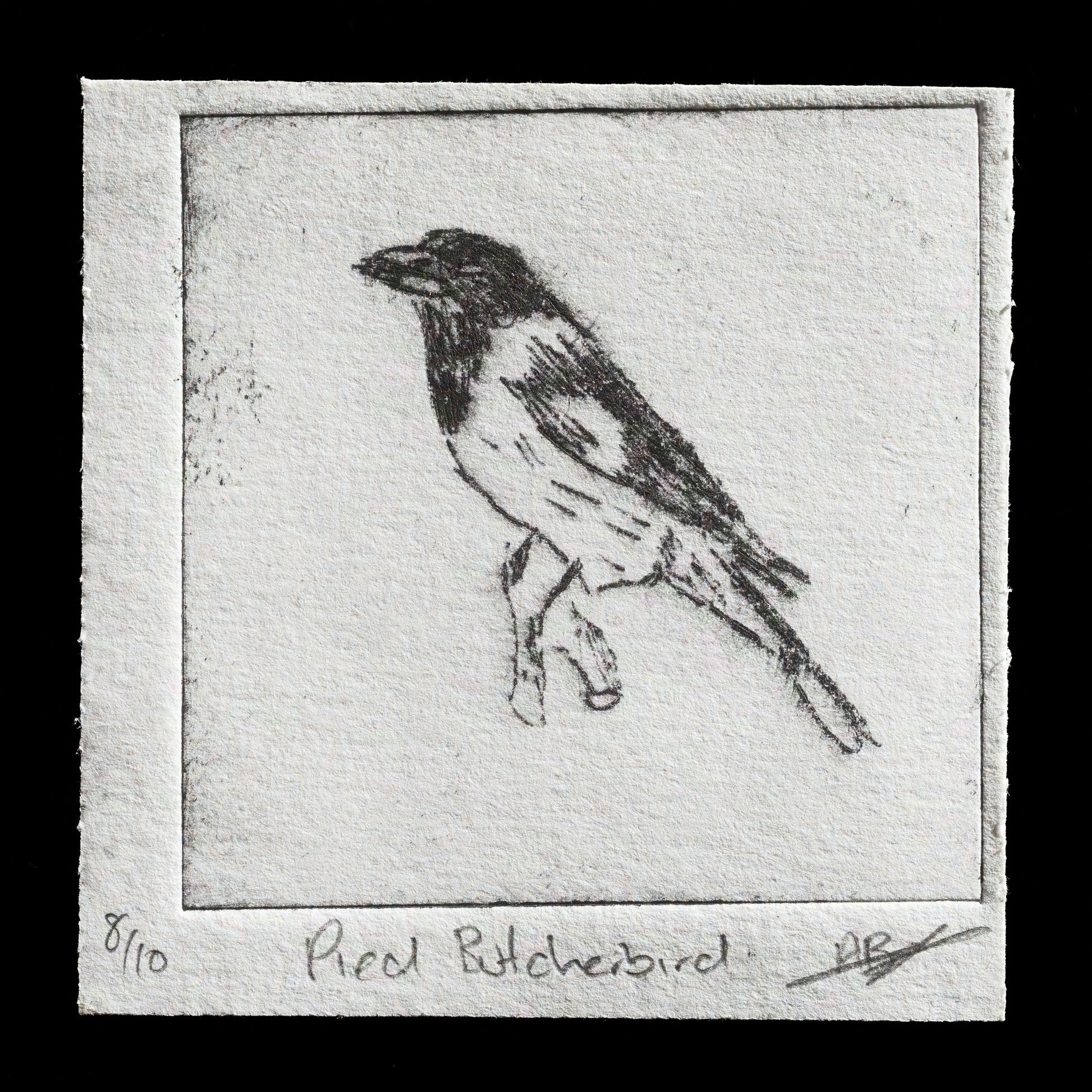 "Pied Butcherbird" by Alexander Jones