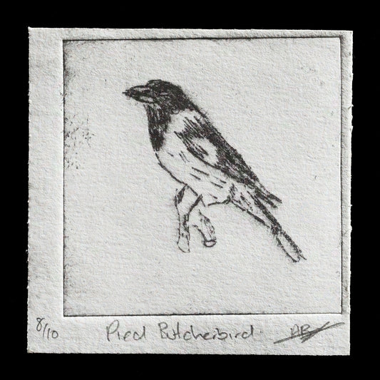 "Pied Butcherbird" by Alexander Jones