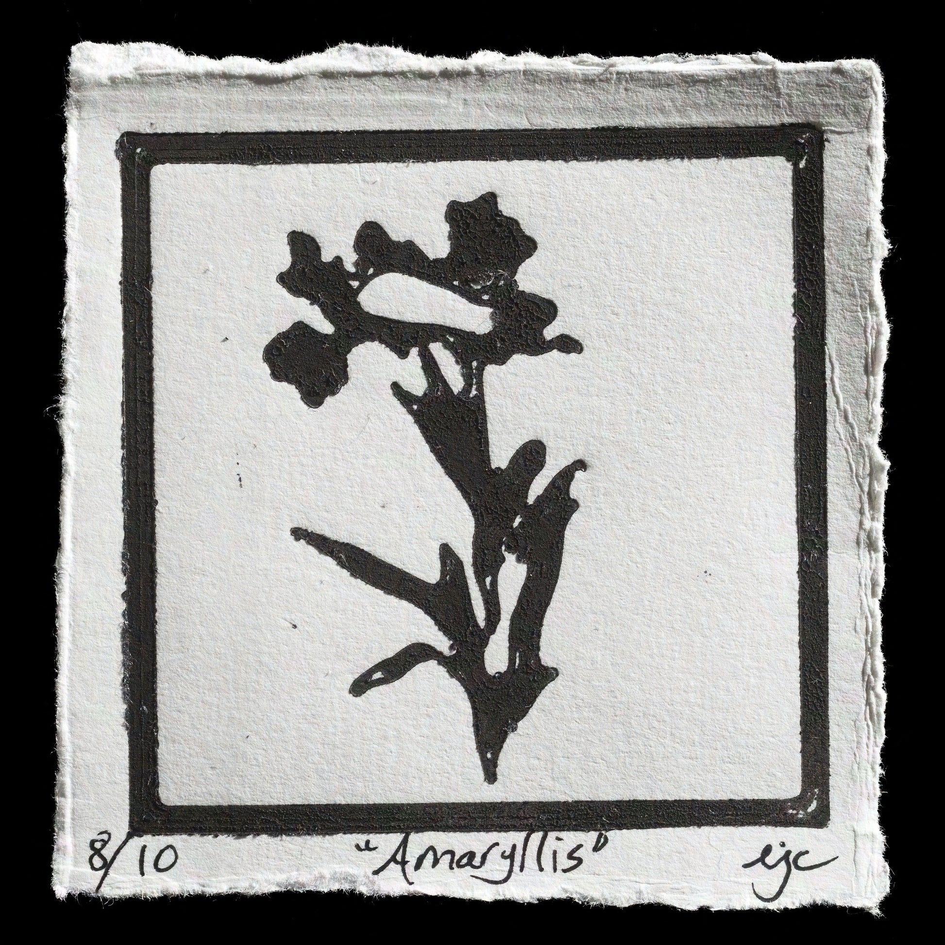 "Amaryllis" by Ellen J Craft
