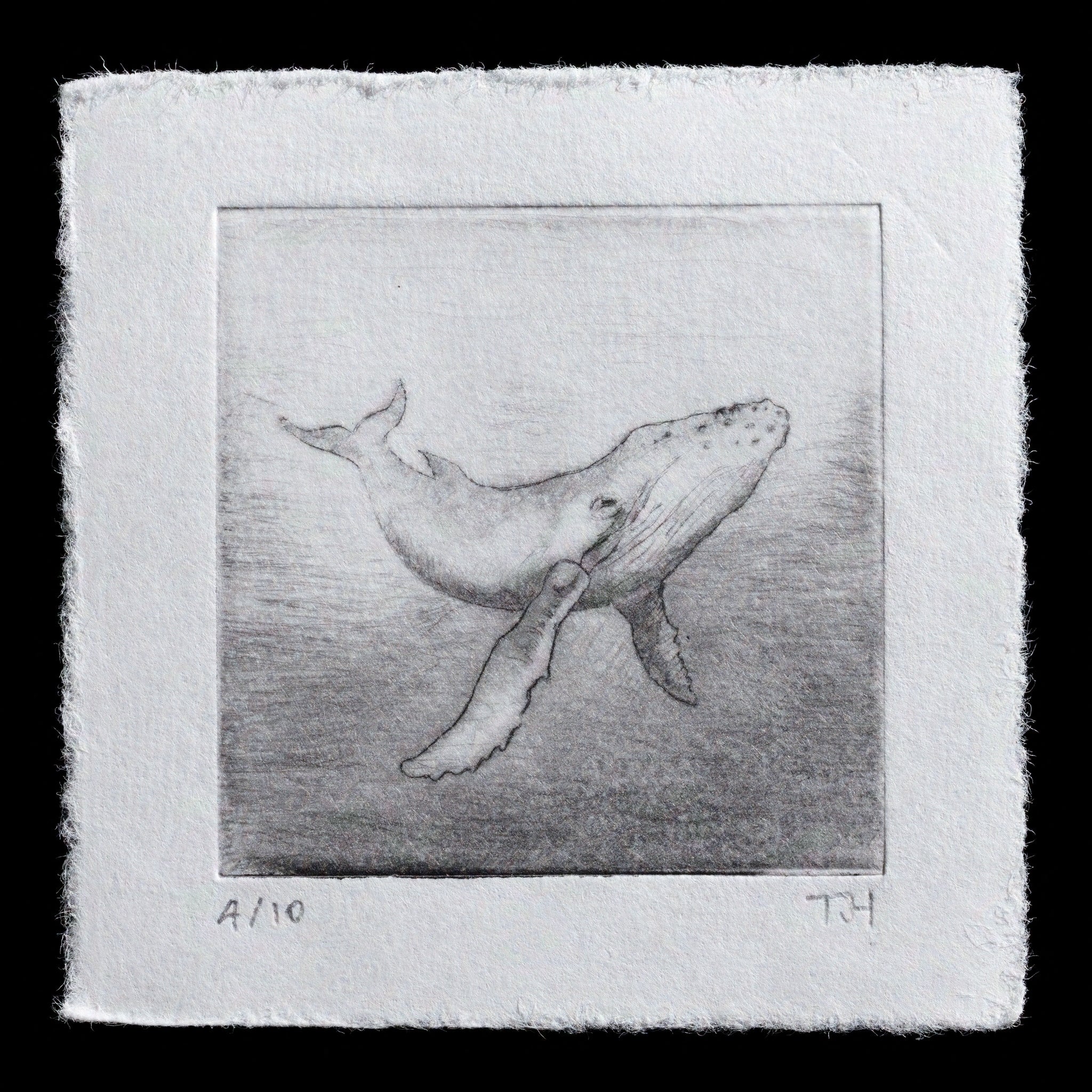 This captivating etching by Tim Holmes features a majestic humpback whale in mid-swim. Crafted with precision using the drypoint technique, the artwork showcases a serene underwater scene, inviting viewers to appreciate the beauty of marine life. The detailed rendering of the whale's form and movement creates a sense of dynamism, while the subtle play of light on its body adds depth and texture to the composition.