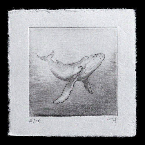 This captivating etching by Tim Holmes features a majestic humpback whale in mid-swim. Crafted with precision using the drypoint technique, the artwork showcases a serene underwater scene, inviting viewers to appreciate the beauty of marine life. The detailed rendering of the whale's form and movement creates a sense of dynamism, while the subtle play of light on its body adds depth and texture to the composition.