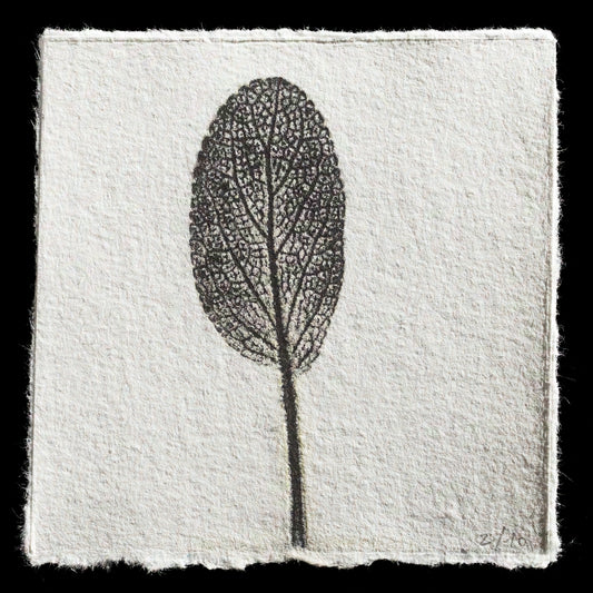 "crecer (wachsen)" by Julia Helene Kellermann