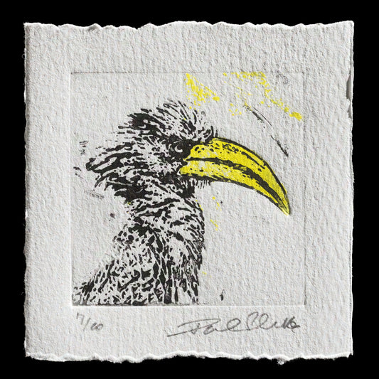 "Here´s looking at you: Gelbschnabeltoko, Eastern yellow-billed hornbill" by Paul Schulte