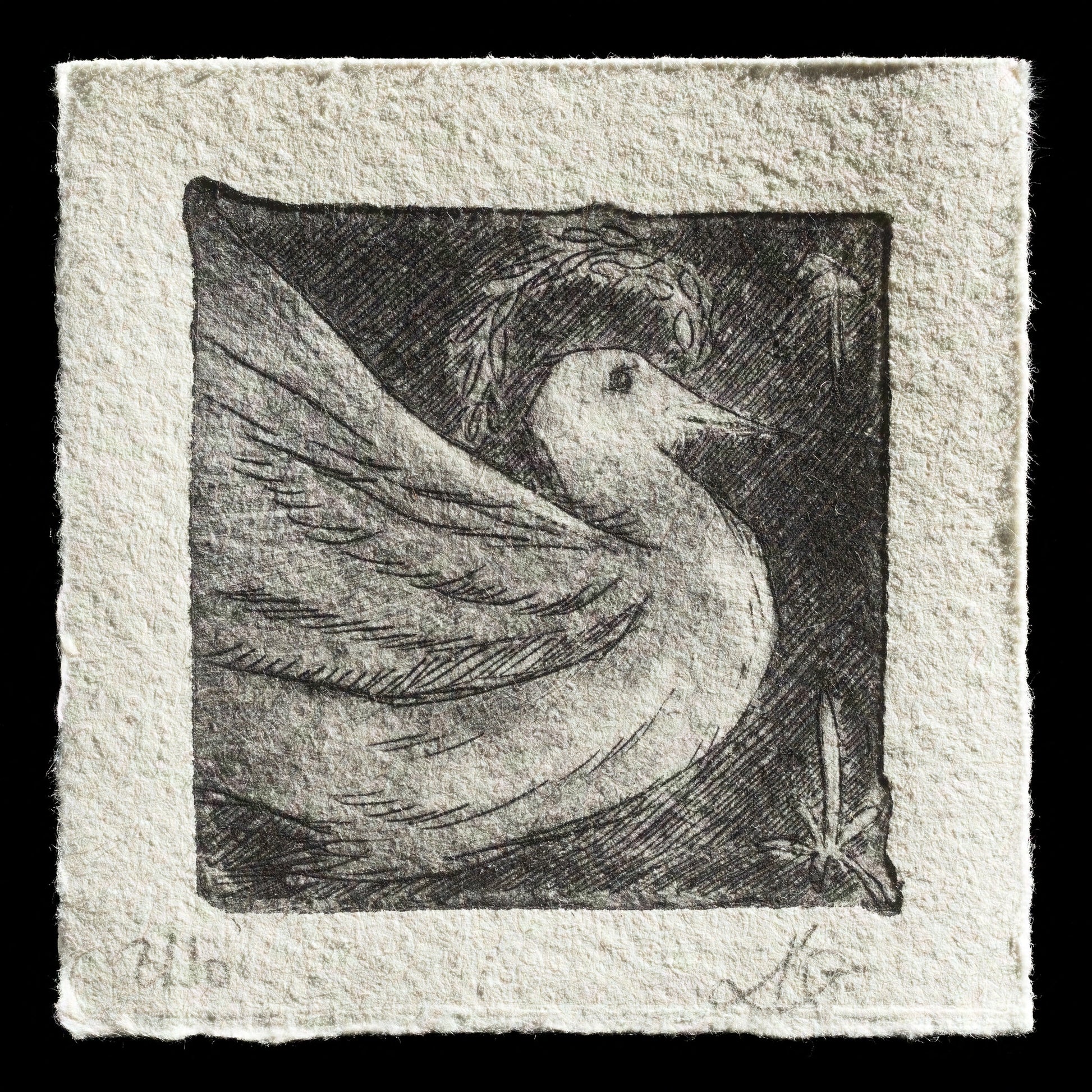 "dove" by Karolina Gruschka