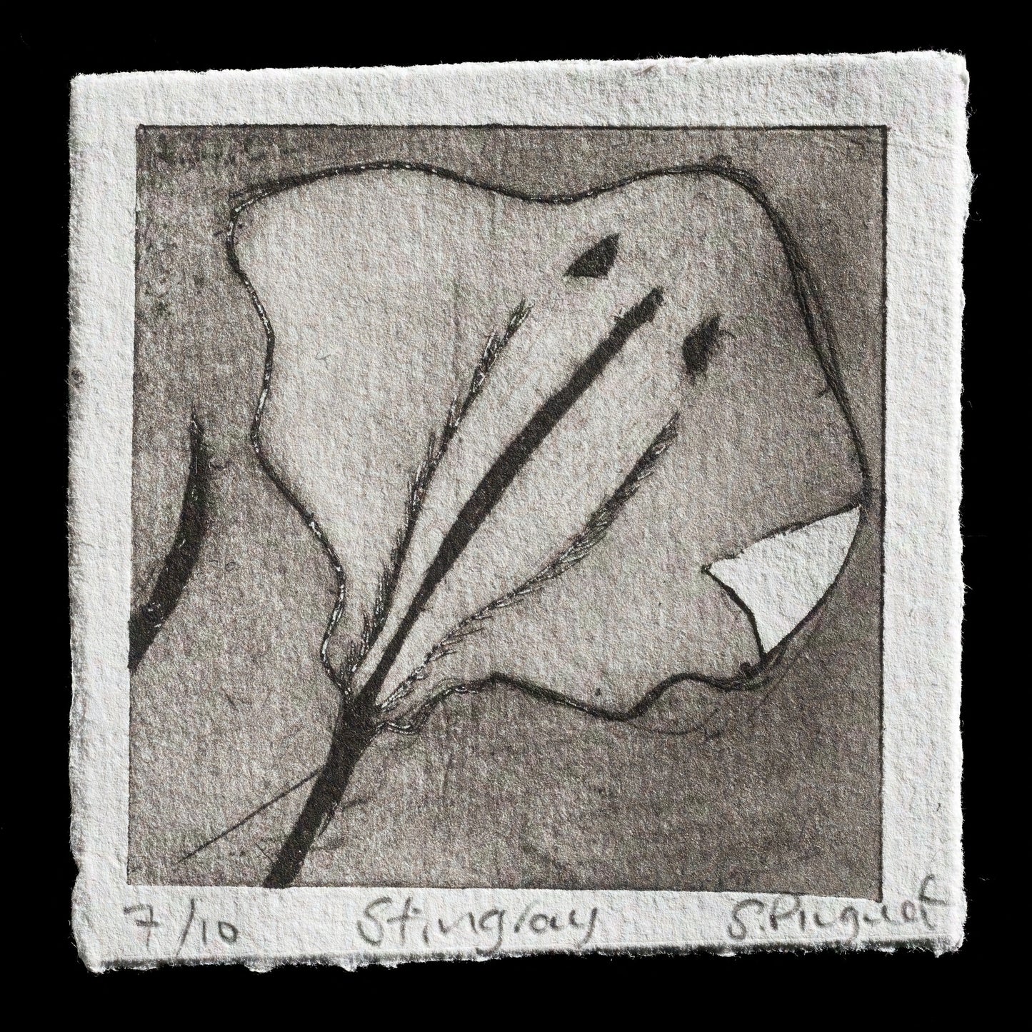 "Stingray" by Suzy Pinguet