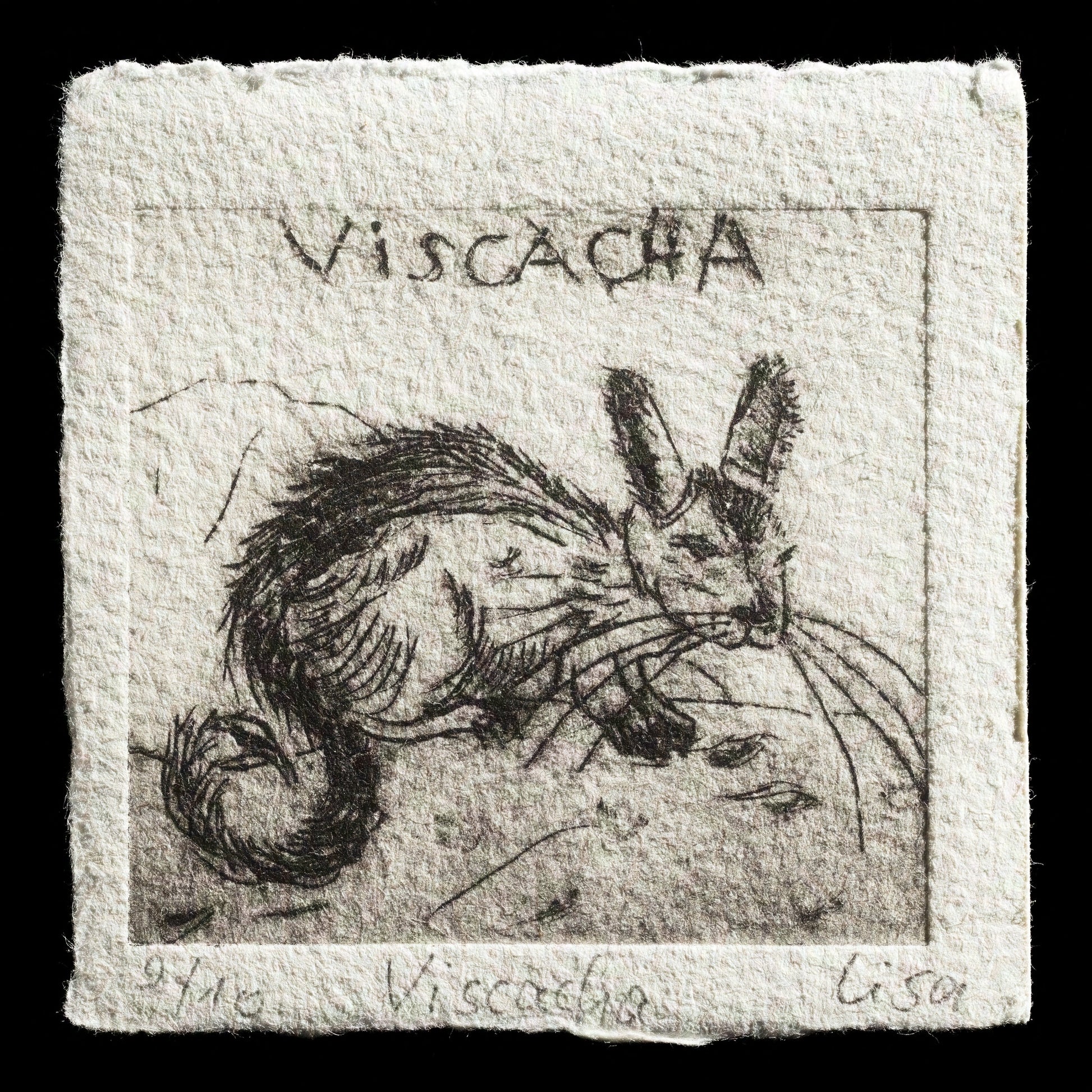 "Viscacha" by Lisa Schneider