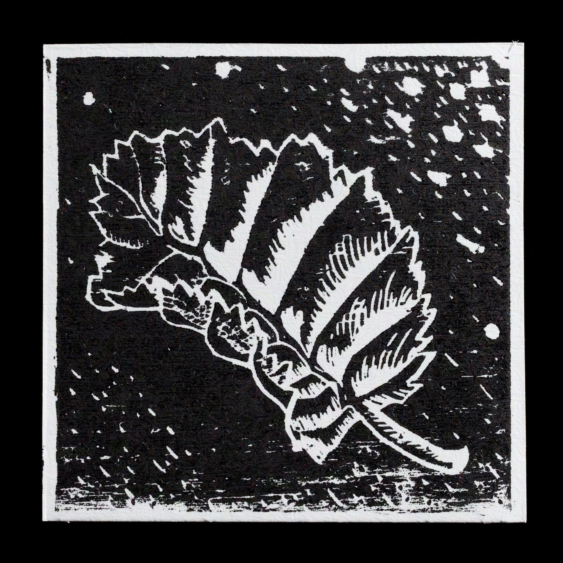 This captivating woodcut print features an Alder leaf in striking black ink against a crisp white background, showcasing Mark Beusen's exceptional skill with traditional techniques. The intricate details of the leaf are beautifully rendered, inviting viewers to appreciate the beauty of nature up close.