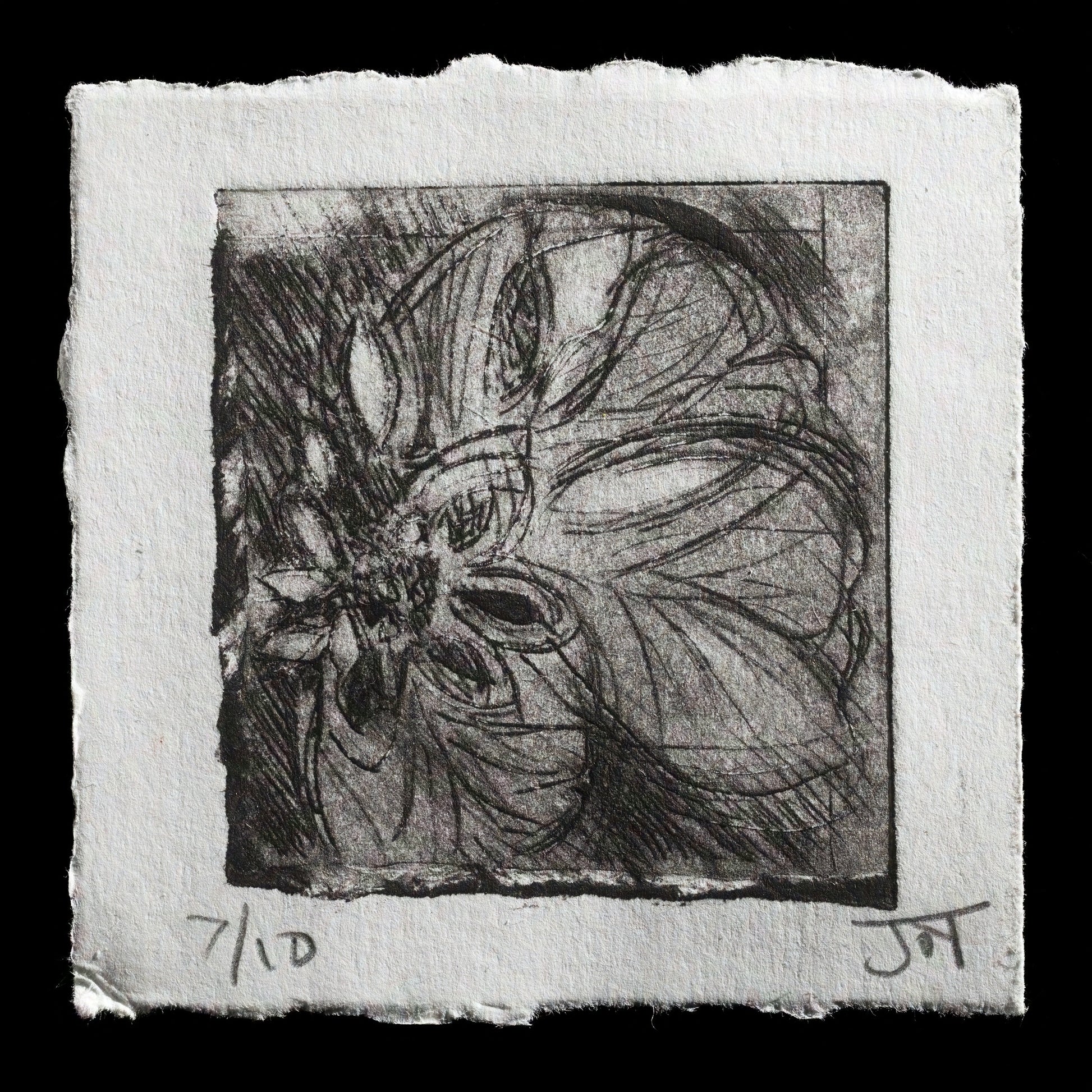 "Hellebore" by Joy Isabel Alice Tracy