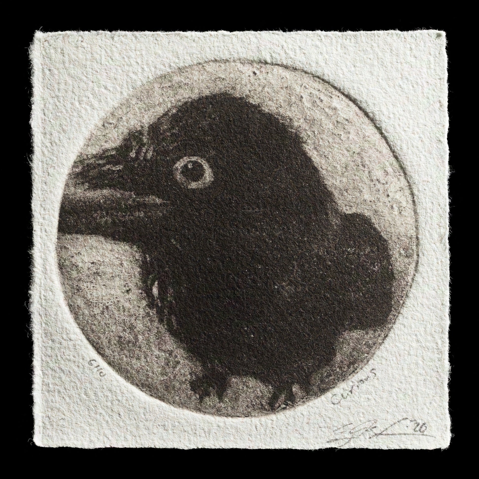 "Curious" by Toby M. Schreier