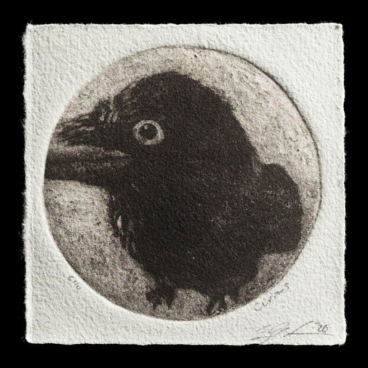 "Curious" by Toby M. Schreier