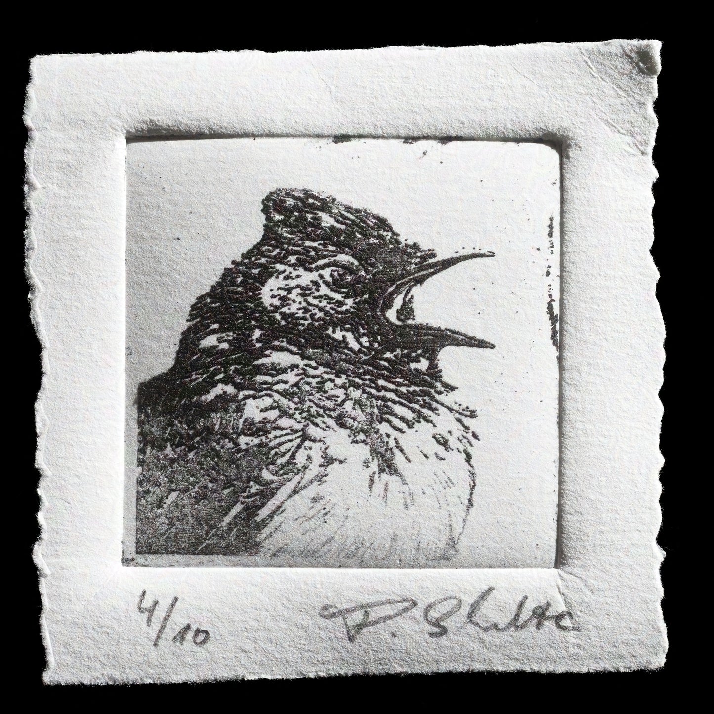 "Scolding bird" by Paul Schulte