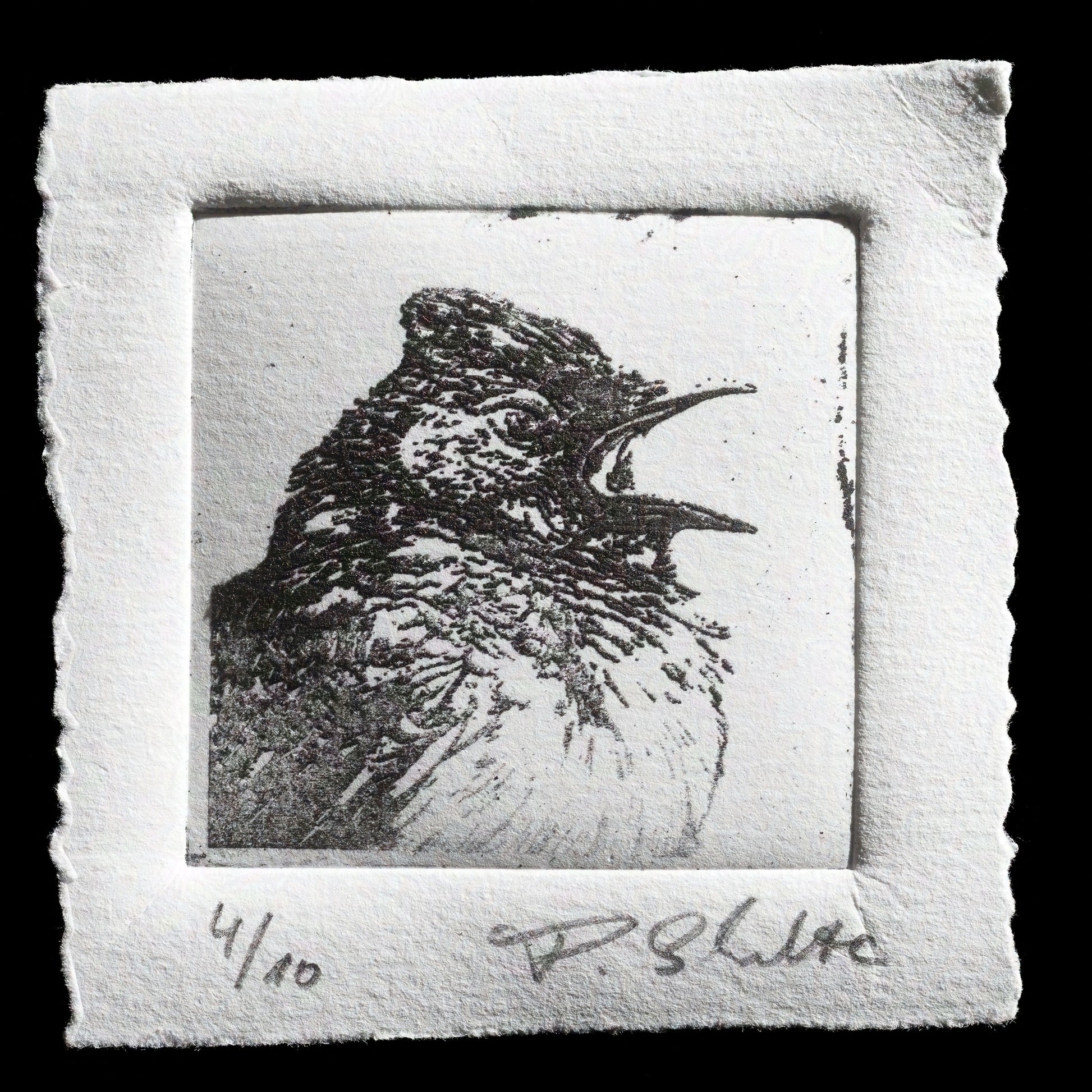 "Scolding bird" by Paul Schulte