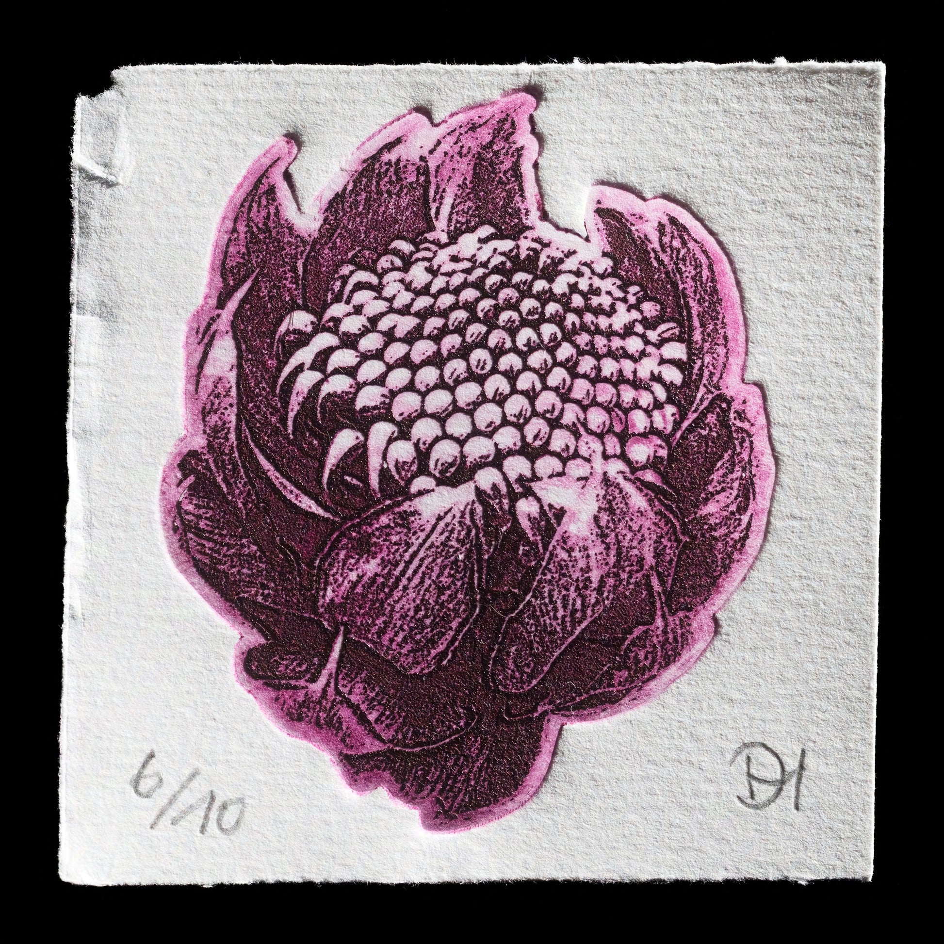 "Telopea Speciosissima" by Dirk Hermann 