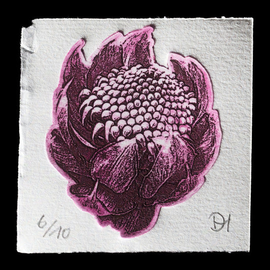 "Telopea Speciosissima" by Dirk Hermann 