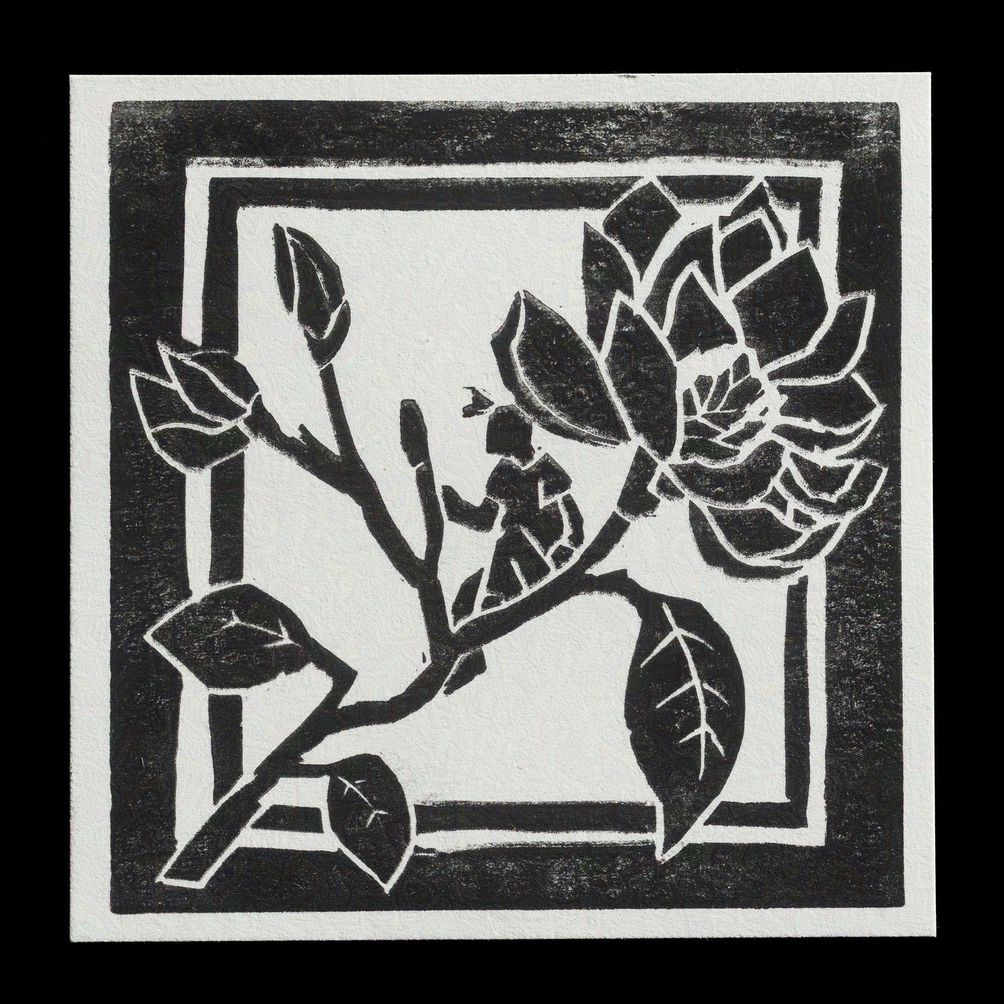 "Magnolia grandiflora" by S.Rausis