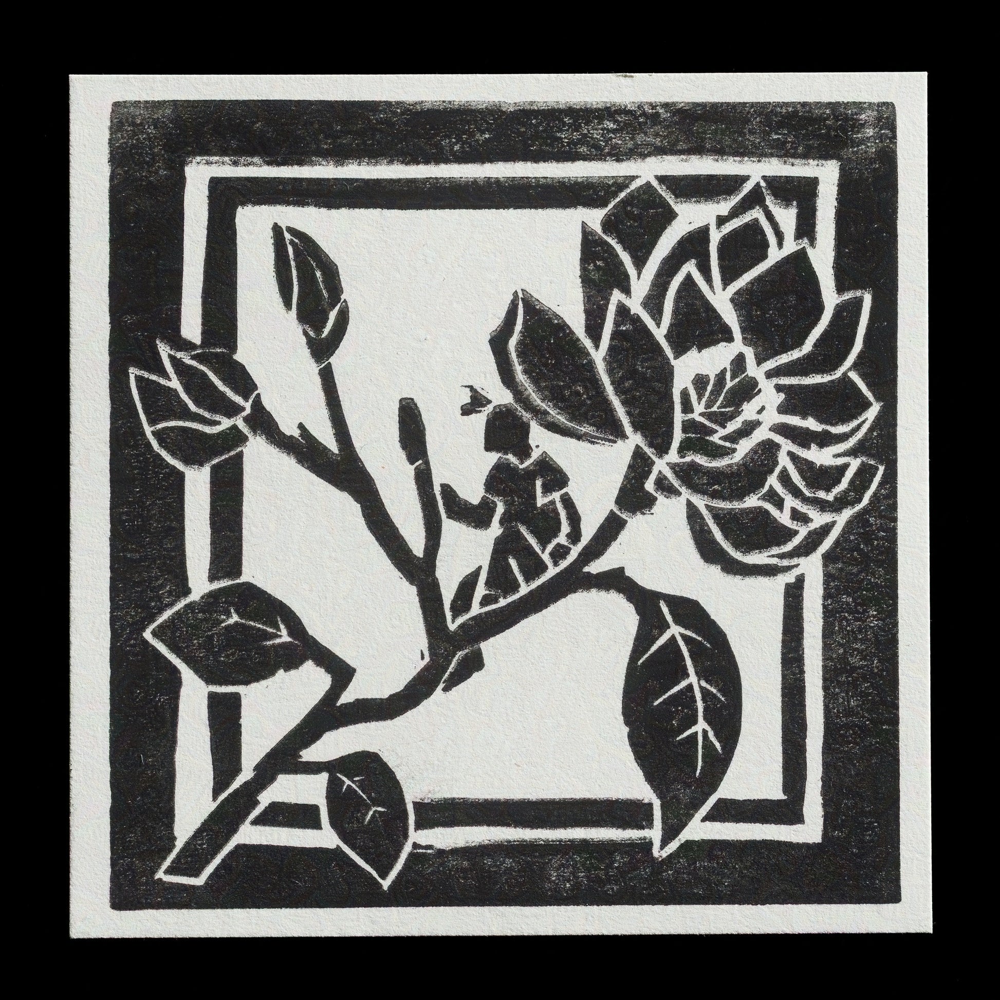 "Magnolia grandiflora" by S.Rausis