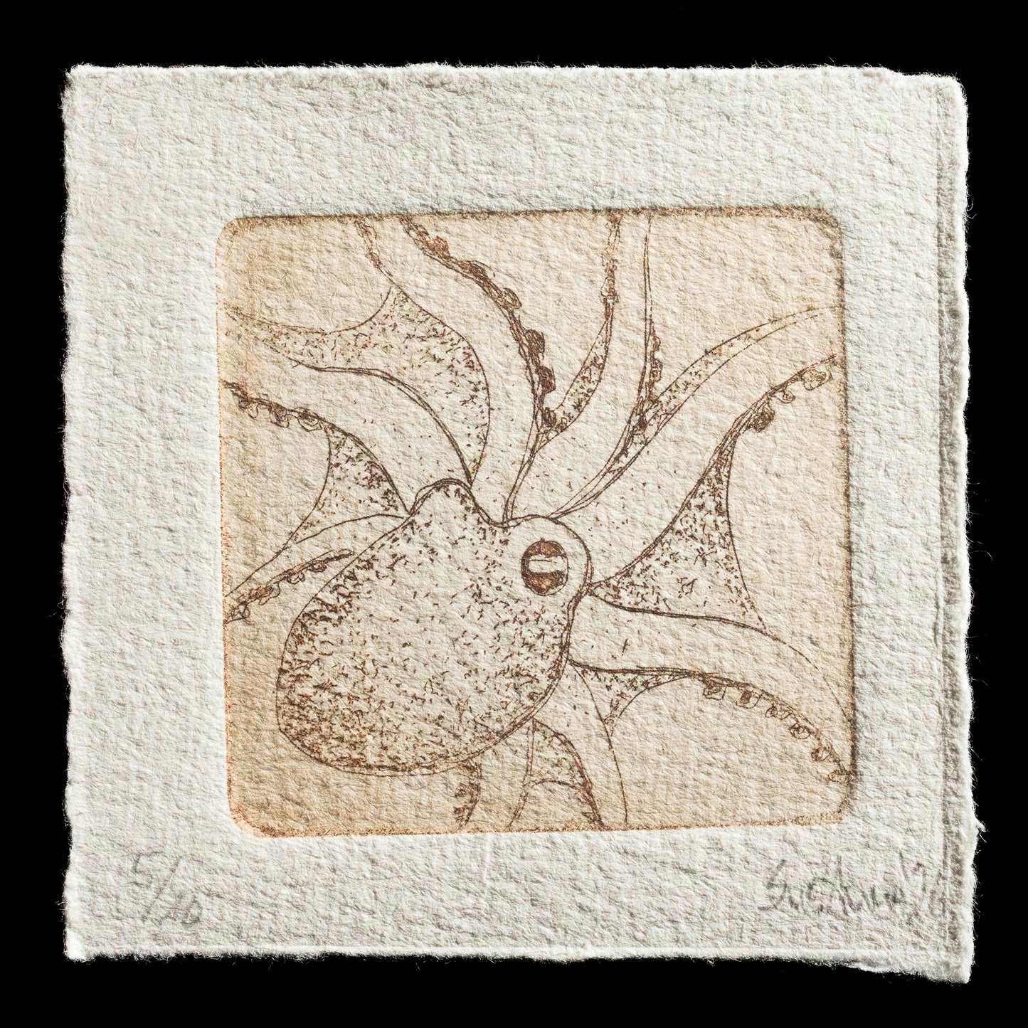 "Octopus Berrima" by SusAnne Reif