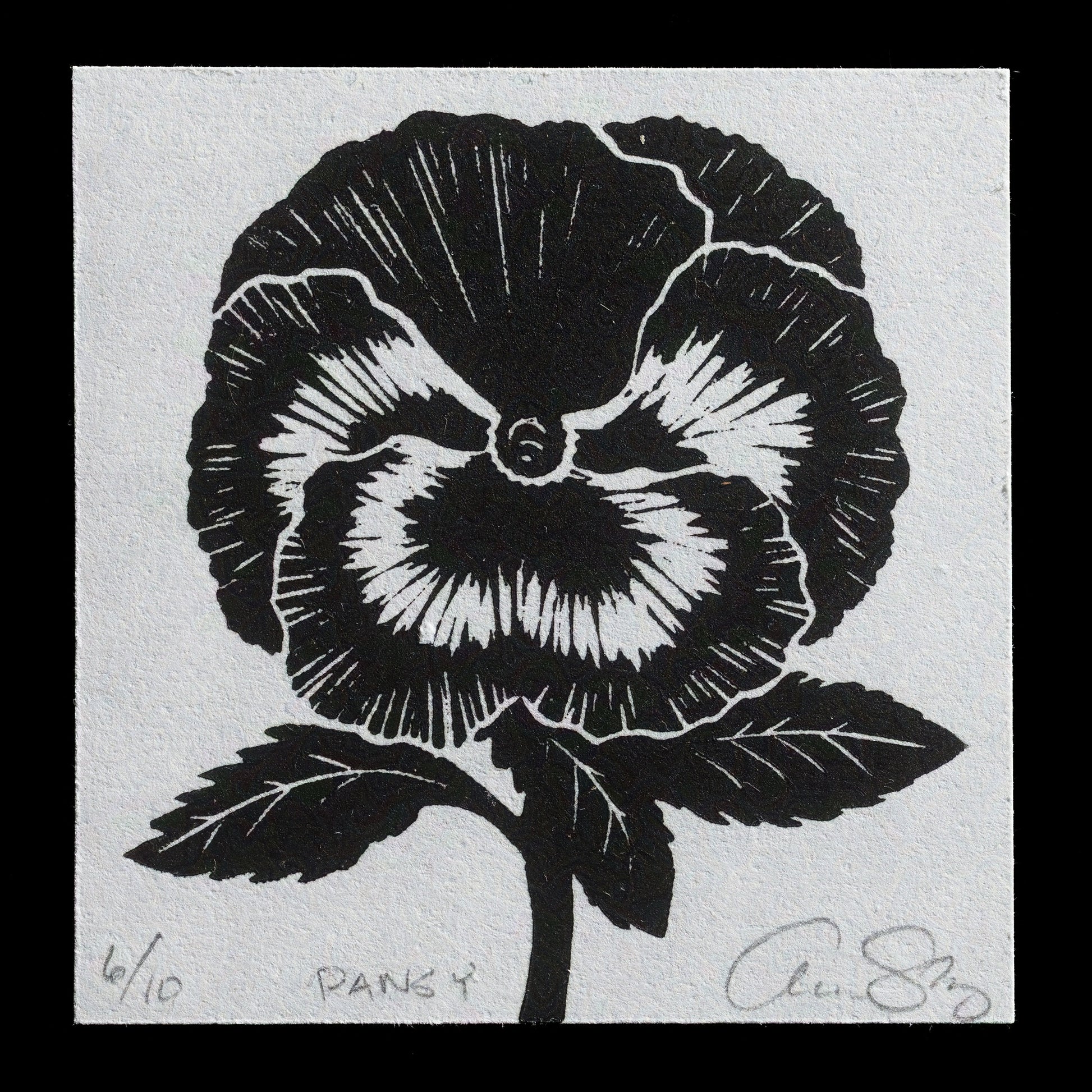 "Pansy" by Aren Straiger