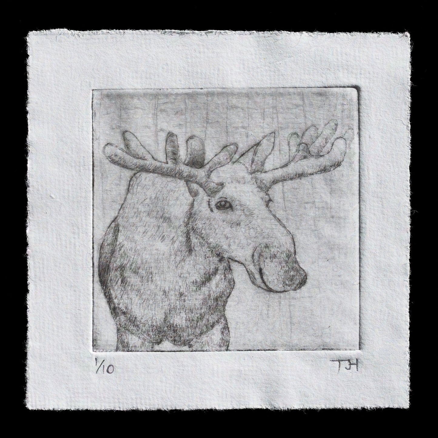 "Moose" by Tim Holmes