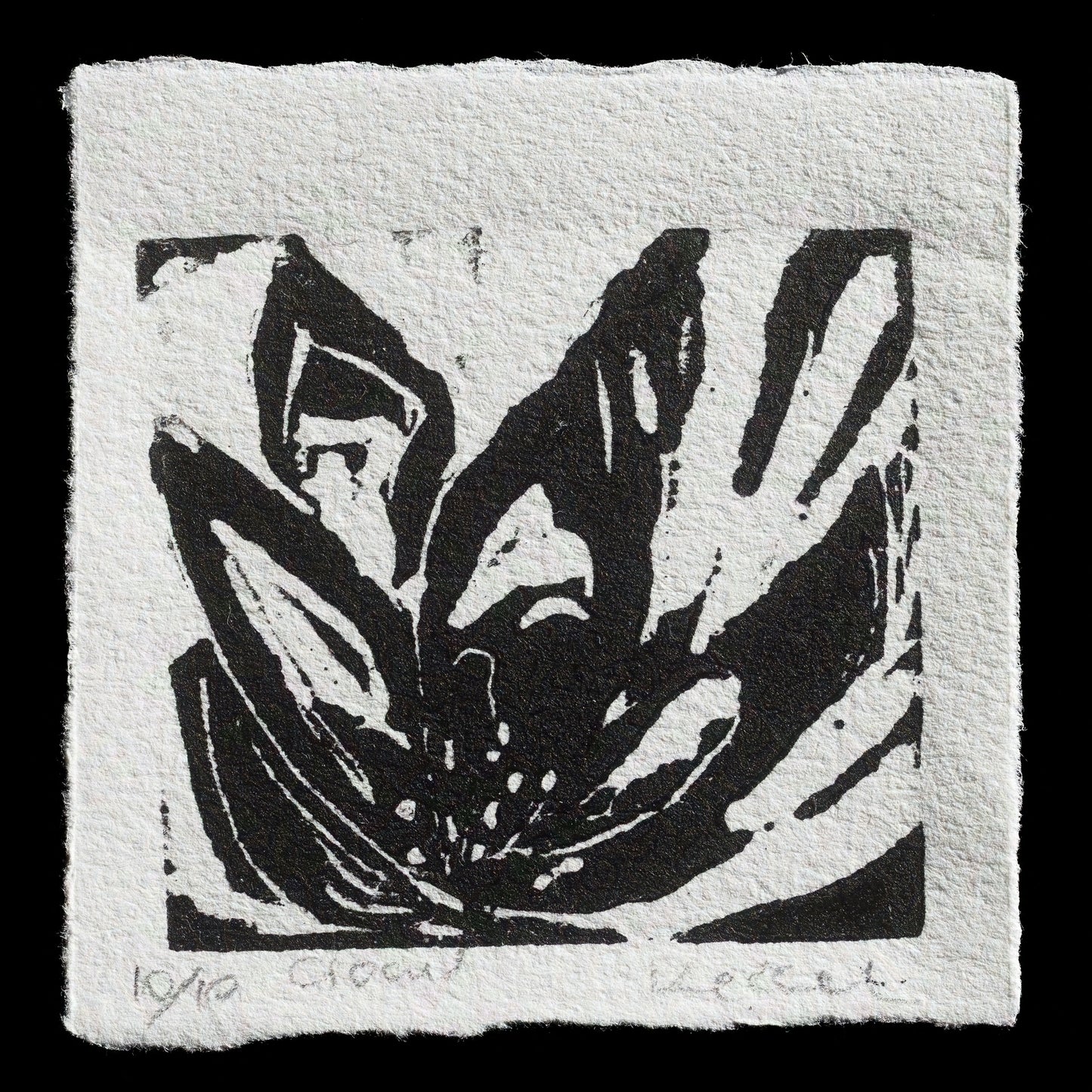 "crocus" by Eugenia