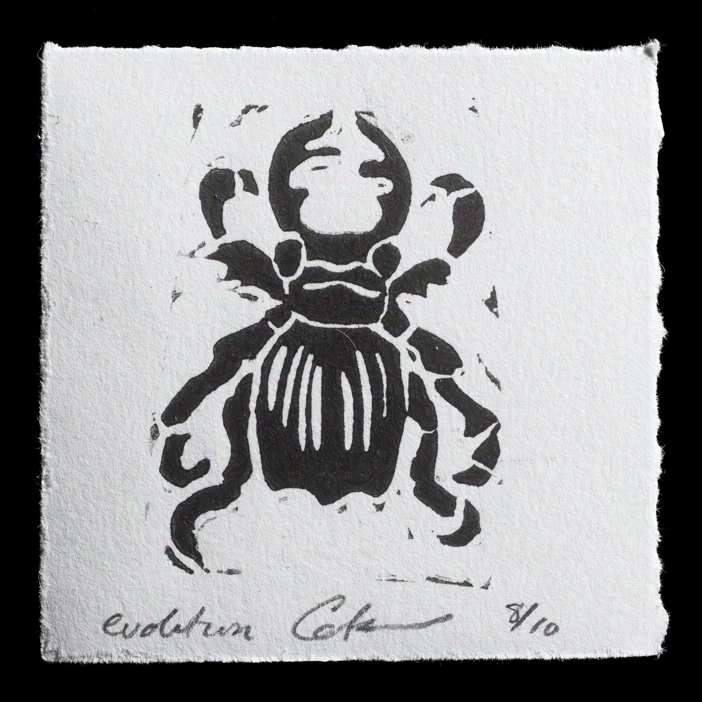 "Evolution" by Cate Hibbitt