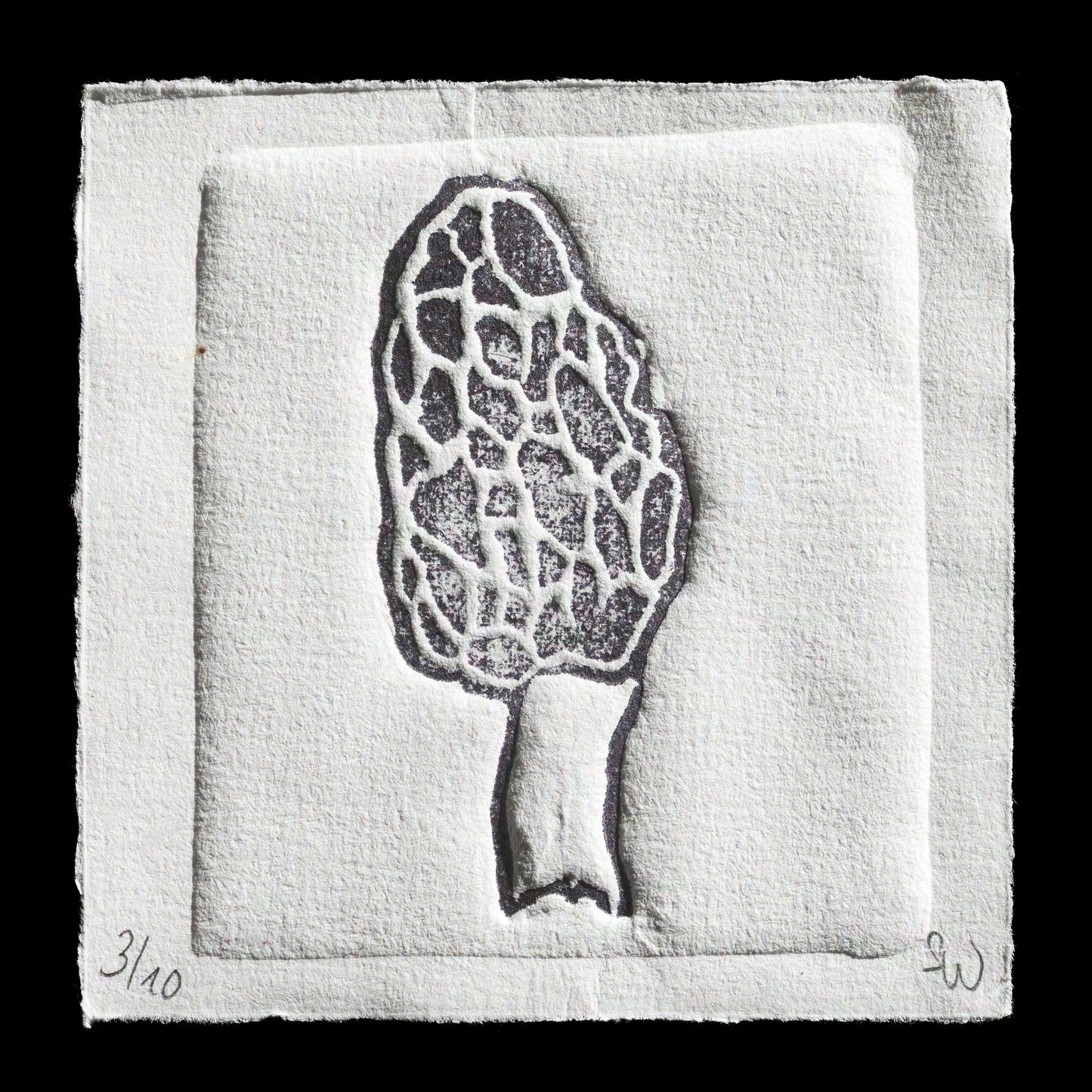 "Morchella" by Sam W.