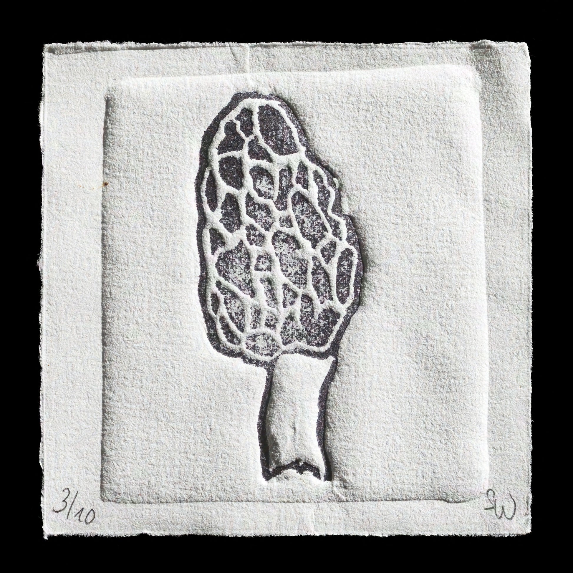 "Morchella" by Sam W.