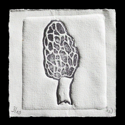 "Morchella" by Sam W.