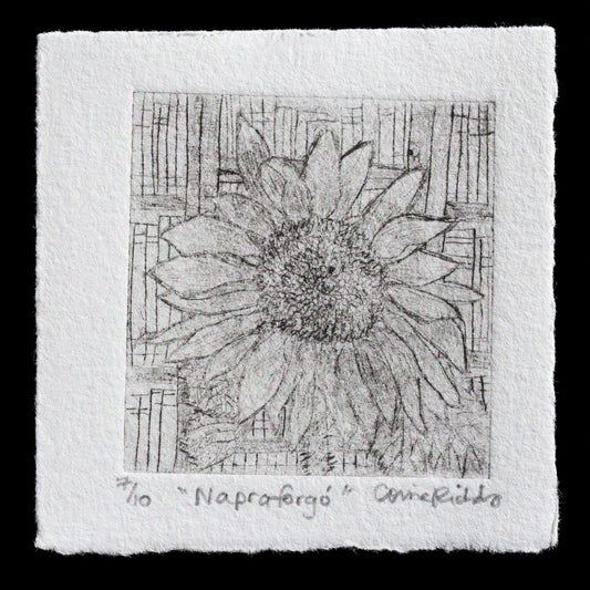 The artwork "Napraforg�" by Corina Richards is a captivating drypoint print that showcases a delicate flower motif. The black ink on paper creates a striking contrast, while the intricate details invite close examination. With its unique blend of texture and line work, this piece offers a nuanced exploration of form and color.