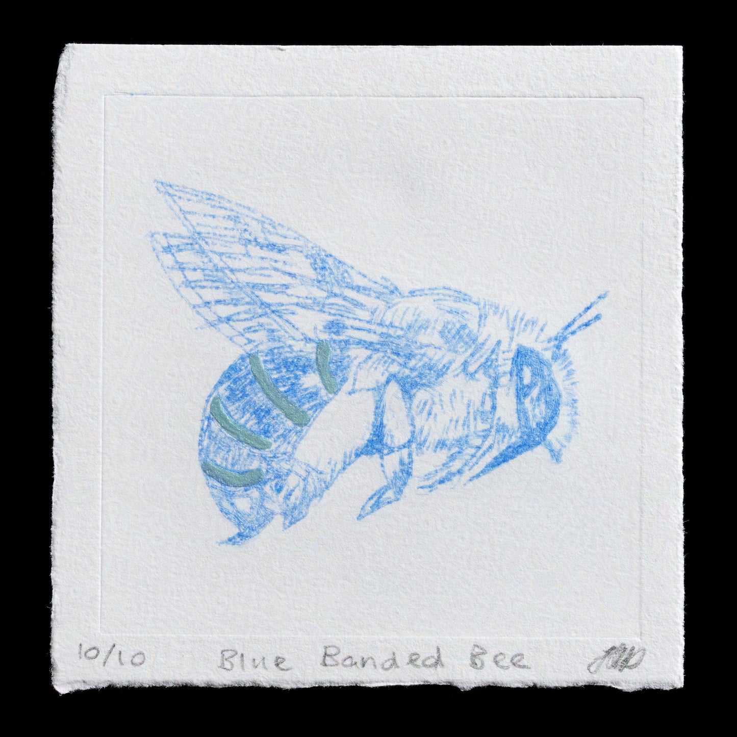 The 'Blue Banded Bee' print by Heather Davidson is a captivating piece that showcases her skill in drypoint technique. This artwork features a striking blue banded bee against a crisp white background, creating a visually appealing contrast. The intricate details and textures achieved through drypoint add depth to the overall composition, making this print a must-see for art enthusiasts.