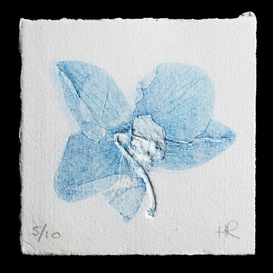This captivating monoprint, "Single Blue" by Heather Rutland, features a delicate single blue flower with five petals, set against a crisp white background. The intricate details of the flower's center and the subtle texture of the paper create a visually striking effect.