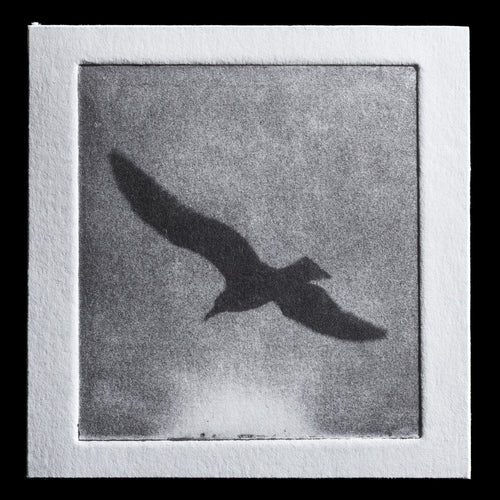 This black-and-white photogravure print, titled 'Flight,' captures a bird in mid-air against a blurred background, showcasing the artist's skill in conveying movement and depth through subtle shading and texture. The monochromatic palette emphasizes the subject's fluidity, inviting the viewer to focus on its dynamic form.